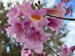 Image result for Handroanthus sp. near impetiginosus