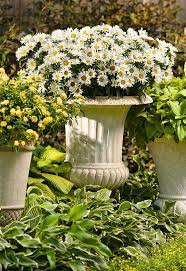 Check spelling or type a new query. Amazing Daisies Daisy May Shasta Daisy Leucanthemum Superbum Container Gardening Urban Garden Gardening Design Diy