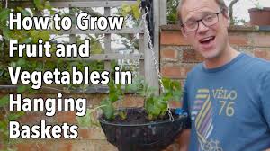 Plum & post dover plant hangers, s/2. How To Grow Fruit Vegetables In Hanging Baskets Youtube
