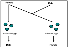 We did not find results for: Haplodiploid Reproduction In Hymenoptera Unfertilized Eggs Develop Download Scientific Diagram