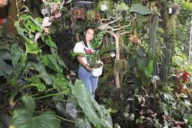 Kebun sayur gantung adalah pilihan populer untuk pemilik lahan yang sempit. Awalnya Sekadar Menanam Lama Lama Punya Hutan Mini Di Rumah Radarsemarang Id