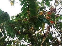 Image result for Sonneratiaceae