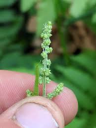 Image result for Chenopodium simplex