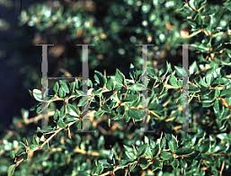 Image result for Berberis verruculosa