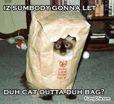 Image result for funny surprised cat pics