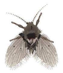 Drain flies are extremely small, measuring somewhere between 2 if you've tried to remove drain flies by yourself with the steps above on all of your drains and flies mosquitos, spiders, flies, and other insects are pests you normally think of as summer nuisances. Drain Flies