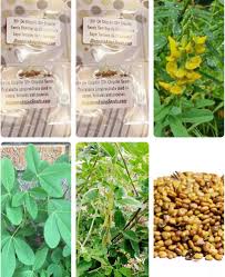 Image result for Crotalaria torrei