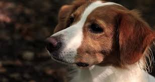 Daarna verschenen ze in de 17e en 18e eeuw. Dog Kooikerhondje Profile Kooiker Pet Stoeberhund Attention Bird Dog Dog Breed Purebred Dog Dutch Pikist