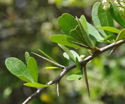 Image result for Gymnosporia glaucophylla