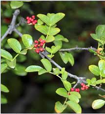 Image result for Zanthoxylum gilletii