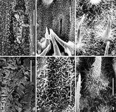 Image result for Leptochloa coerulescens