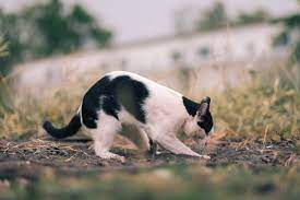 Check spelling or type a new query. 8 Best Plants To Deter Cats From Your Garden Horticulture