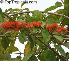 Image result for Combretum hereroense