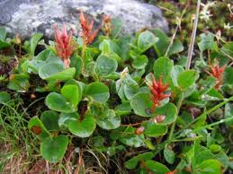 Image result for Casearia runssorica