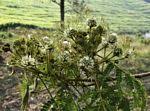Image result for Albizia adianthifolia × gummifera