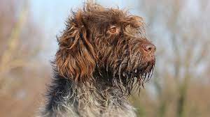 Jul 11, 2021 · free hunting dog classifieds for the upland bird hunter and wetland waterfowl hunter. Wirehaired Pointing Griffon Price Temperament Life Span