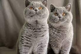 Pin By Sugardazzle On British Shorthair Cats Pretty Cats Cat Love Cat Breeds