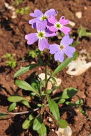 Image result for Malcolmia maritima