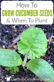 Since they need warmer temperatures, cucumber seeds can be started outdoors when the soil has warmed to around 70 degrees. How To Plant Cucumber Seeds A Step By Step Guide