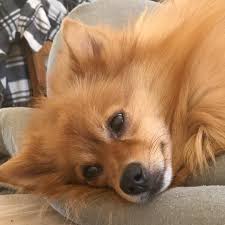 Too Hot Hot Dog Spitz Puppy Love Summer Family Myson Baby Ink Tattoo Pomeranian Photography Fotograf