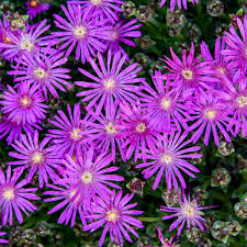 Image result for Delosperma spp.