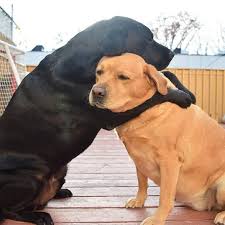 Comment Eduquer Son Chien En Seulement 15 Mins Par Jour Petohaku A Pour But De Vous Donner Tous Les Outils Pour Vous Former Pour Mieux C Chiot Animaux Chien