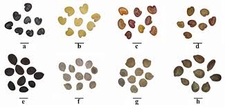 Image result for Crotalaria micans