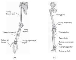 Materi Ipa Kelas 5 Tema 1 Subtema 2 Organ Gerak Manusia Maglearning Id