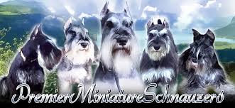 Why buy a schnauzer (miniature) puppy for sale if you can adopt and save a life? Premier Miniature Schnauzers Premier Miniature Schnauzers Show Quality Pet Quality Minis In Black Black N Silver And Salt N Pepper Colors Find Miniature Schnauzer Puppies For Sale From