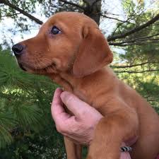 He is a labrador retriever like any other, but with the color of a red fox. Iowa Red Labs Fox Red Pointing Lab Puppies For Sale Hunting Dogs Wellman Ia