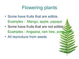 Potted plants clipart 3 leaf non flowering plants with. Science Flowering And Nonflowering Plants Lessons Blendspace