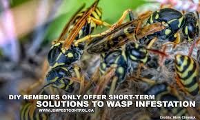 It is also the best way to get rid of wasps as the strong smell of vinegar cannot be tolerated by them. Diy Remedies For Dealing With Wasps Jdm Pest Control