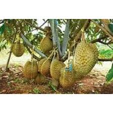 Sambung pucuk daun muda durian. Bibit Pohon Durian Musang King Shopee Indonesia