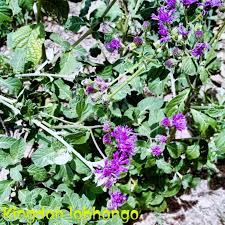Image result for Gutenbergia cordifolia