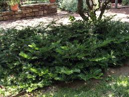 Image result for Polycarpaea prostratum