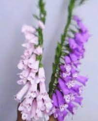 Paper Flowers Foxgloves Digitalis Paper Flowers Diy Paper Flowers Paper Flower Tutorial