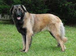 Starting today, you can purchase the new home shirt for the 2021/22 season. Estrela Mountain Dog Brit