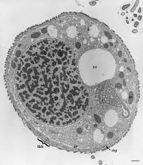 Digital artwork creative graphic design. Chapter 17 Opercularia 01 Ope3847 Fig 1 Opercularia Coarctata Cross Section Of Cell