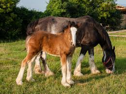 Clydesdale breeders of the usa. The Clydesdale Horse In Canada Saving The Greatest Horse