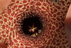 Image result for Huernia hislopii