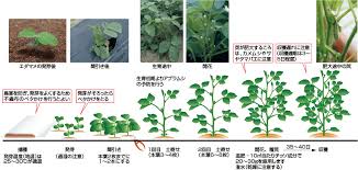 エダマメ 野菜栽培マニュアル 調べる タキイ種苗株式会社