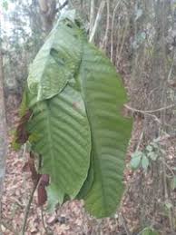 Image result for Psychotria vogeliana
