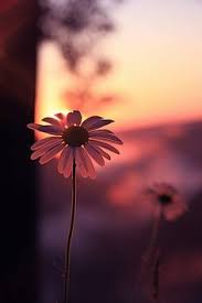 11 roses — 75 usd including delivery fee. 530 Daisies Ideas In 2021 Daisy Daisy Love Flowers