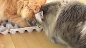 As much as we love to spoil our dogs and cats with toys, treats, and even fancy rain gear, the easy life of a domesticated pet can have its downfalls — especially when it comes to meals. 7 Diy Cat Food Puzzle Toys That Will Keep Your Kitty S Brain Active Cattime