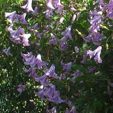 We did not find results for: Clematis Viticella Betty Corning Friedrich M Westphal Clematiskulturen