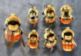 When a bumblebee stings you it injects some amount of venom into your body through its stinger. Bumble Bees Bugwoodwiki
