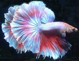 Видео most expensive betta fish канала pigeons today. Betta Fish Info