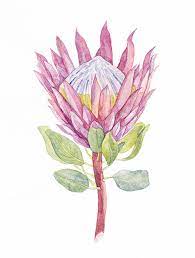 Pink Protea Flower Watercolor Illustration Digital Art Watercolor Illustration Botanical Drawings Protea Flower