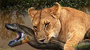 There had been nothing but total chaos this morning. Giant Anaconda Attacks Human Real Biggest Anaconda Snake Attacks Man Caught On Tape Video Id 371995977d37 Veblr Mobile