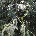 Image result for Bridelia brideliifolia